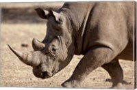 Profile close-up of endangered white rhinoceros, Okapuka Ranch, Windhoek, Namibia Fine Art Print