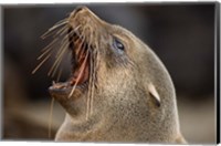 Namibia, Cape Cross Seal Reserve. Close up of Southern Fur Seal Fine Art Print