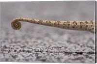 Namibia, Caprivi Strip, Flap Necked Chameleon lizard Tail Fine Art Print
