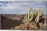 Namibia, Fish River Canyon NP, Cactus succulent Fine Art Print