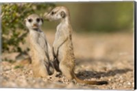 Namibia, Keetmanshoop, Namib Desert, Pair of Meerkats Fine Art Print