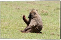 Olive Baboon, Papio anubis, Maasai Mara, Kenya. Fine Art Print