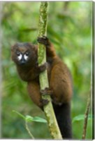 Primate, Red-bellied Lemur, Mantadia NP, Madagascar Fine Art Print