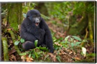 Mountain gorilla yawning, Volcanoes National Park, Rwanda Fine Art Print