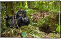 Close up of Mountain gorillas, Volcanoes National Park, Rwanda. Fine Art Print