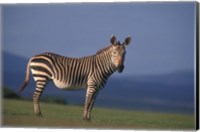 Rare Cape Mountain Zebra, South Africa Fine Art Print