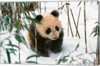 Panda Cub on Snow, Wolong, Sichuan, China Fine Art Print