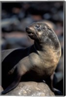 Namibia, Cape Cross Seal Reserve, Fur Seal Fine Art Print