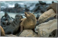 Namibia, Cape Cross Seal Reserve, Two Fur Seals on rocks Fine Art Print
