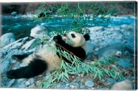 Panda Eating Bamboo by Riverbank, Wolong, Sichuan, China Fine Art Print