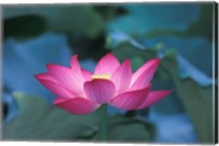 Red Lotus Flower, Hangzhou, Zhejiang Province, China Fine Art Print