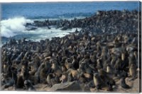 Namibia, Cape Cross Seal Reserve, Group of Fur Seals Fine Art Print