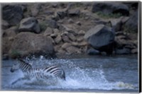 Plains Zebra Crossing Mara River, Serengeti Migration, Masai Mara Game Reserve, Kenya Fine Art Print