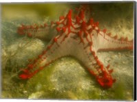 Red Knobbed Starfish, Madagascar, Africa Fine Art Print