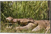 Nile Crocodile, river Victoria Nile, Murchison Falls National Park, Uganda, Africa Fine Art Print