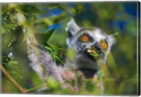 Ring-Tailed Lemur, Madagascar Fine Art Print