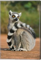 Close up of Ring-tailed Lemur, Madagascar Fine Art Print