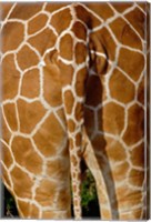 Reticulated Giraffe skin, Samburu Game Reserve, Kenya Fine Art Print