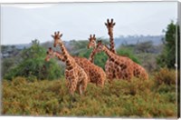 Reticulated Giraffes, Samburu National Reserve, Kenya Fine Art Print