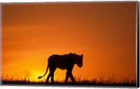 Silhouette of Lion, Masai Mara Game Reserve, Kenya Fine Art Print