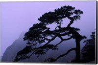 Seeing Off Pine Tree on Mt Huangshan (Yellow Mountain), China Fine Art Print