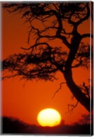 Silhouetted Tree Branches, Kalahari Desert, Kgalagadi Transfrontier Park, South Africa Fine Art Print