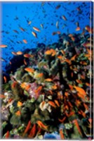 Scalefin Anthias Fish at Habili Ali, Red Sea, Egypt Fine Art Print