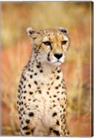 Sitting Cheetah at Africa Project, Namibia Fine Art Print