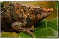 Short-horned chameleon lizard, MADAGASCAR. Fine Art Print