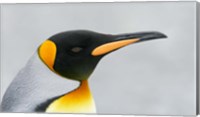 South Georgia Island, King penguin head Fine Art Print