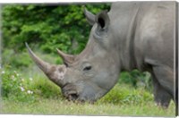 South Africa, Game Reserve, African White Rhino Fine Art Print