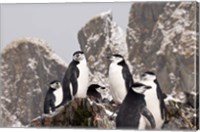 South Georgia Island, Cooper Bay, Chinstrap penguins Fine Art Print