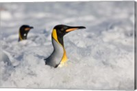 South Georgia Is, St Andrews Bay, King Penguin rookery Fine Art Print