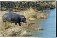 South Africa, KwaZulu Natal, Wetlands, hippo Fine Art Print