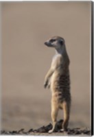 South Africa, Kgalagadi, Meerkat, Mongoose Fine Art Print