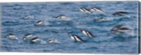 South Georgia Island, Gentoo penguins Fine Art Print