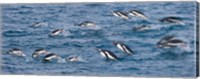 South Georgia Island, Gentoo penguins Fine Art Print