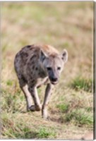 Spotted Hyena, Crocuta crocuta, in the Maasai Mara, Kenya, Africa. Fine Art Print