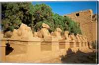 Sphinxes, Temple of Karnak, Temple of Luxor, Avenue of Sphinxes, Luxor, Egypt Fine Art Print