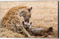 Tanzania, Ngorongoro Conservation Area, Spotted hyena Fine Art Print