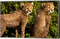 Tanzania, Ndutu, Ngorongoro, Cheetahs Fine Art Print