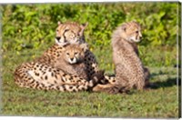 Tanzania, Ngorongoro Conservation, Cheetahs Fine Art Print