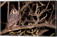 Spotted Eagle Owl, Mpumalanga, South Africa Fine Art Print