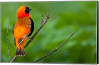 Southern red bishop, Serengeti National Park, Tanzania Fine Art Print