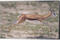 Springbok Running Through Desert, Kgalagadi Transfrontier Park, South Africa Fine Art Print