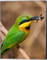 Tanzania, Lake Manyara NP, Bee-eater tropical bird Fine Art Print