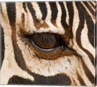 Tanzania, Tarangire National Park, Common zebra eye Fine Art Print