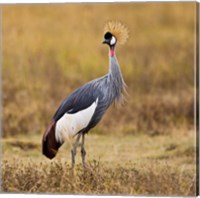 Tanzania, Black Crowned Crane, Ngorongoro Crater Fine Art Print