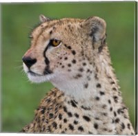Tanzania, Cheetah, Ndutu, Ngorongoro Area Fine Art Print