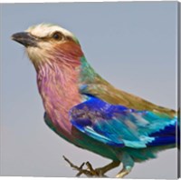 Lilac-breasted Roller Bird Fine Art Print